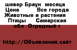 шевер Браун 2месяца › Цена ­ 200 - Все города Животные и растения » Птицы   . Самарская обл.,Отрадный г.